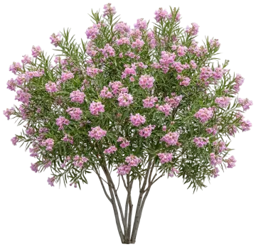 Desert Willow cut-out illustration