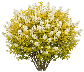 Chardonnay Pearls Deutzia cut-out illustration