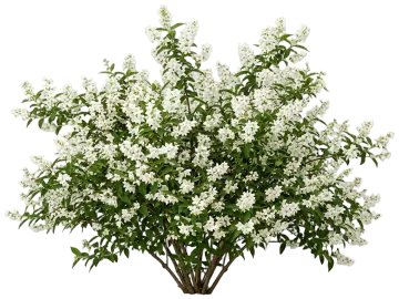 Nikko Deutzia cut-out illustration