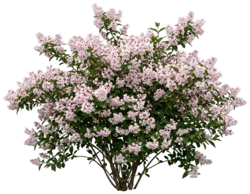 Yuki Cherry Blossom Deutzia cut-out illustration