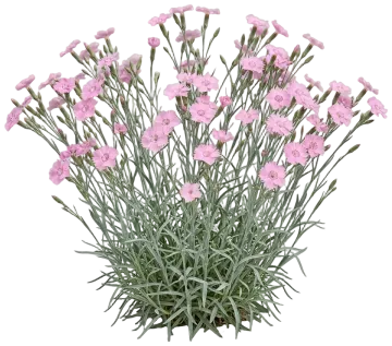 Bath's Pink cut-out illustration