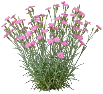 Dianthus cut-out illustration