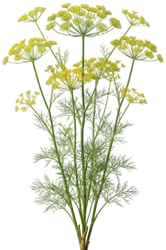 Dill cut-out illustration