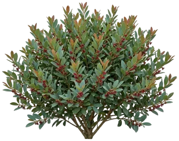 Coppertone Distylium cut-out illustration