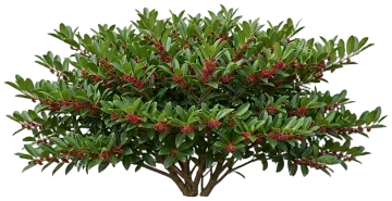 Vintage Jade Distylium cut-out illustration