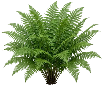 Dixie Wood Fern cut-out illustration