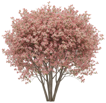 Pink Dogwood cut-out illustration