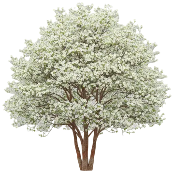 Flowering Dogwood cut-out illustration