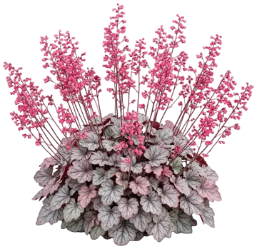 Dolce Silver Gumdrop Coral Bells cut-out illustration