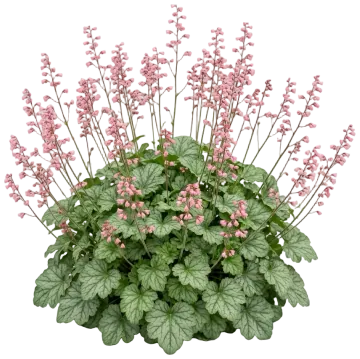 Dolce Spearmint Coral Bells cut-out illustration