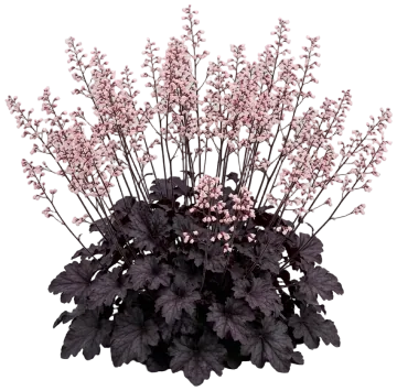 Dolce Sultry Night Coral Bells cut-out illustration