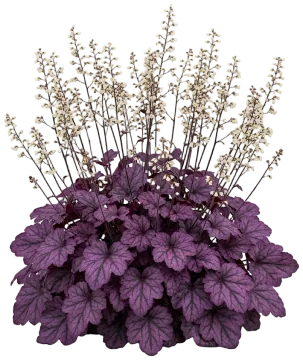 Dolce Wildberry Coral Bells cut-out illustration