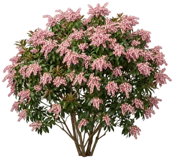 Dorothy Wycoff Pieris cut-out illustration