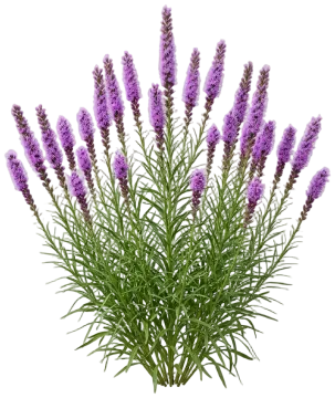 Dotted Blazing Star cut-out illustration