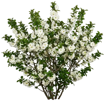 Double Take Eternal White Quince cut-out illustration