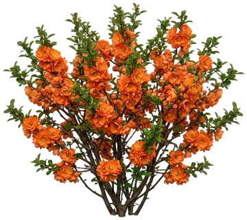 Double Take Orange Quince cut-out illustration