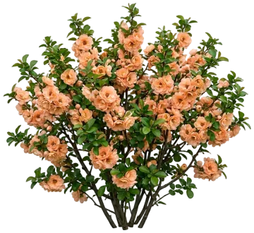 Double Take Peach Quince cut-out illustration