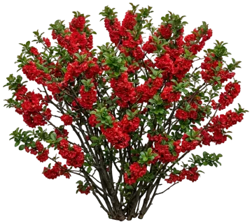 Double Take Scarlet Quince cut-out illustration