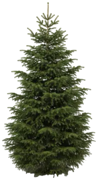 Douglas Fir cut-out illustration