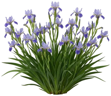 Douglas Iris cut-out illustration