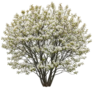 Downy Serviceberry cut-out illustration