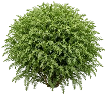 Dragon Prince Cryptomeria cut-out illustration