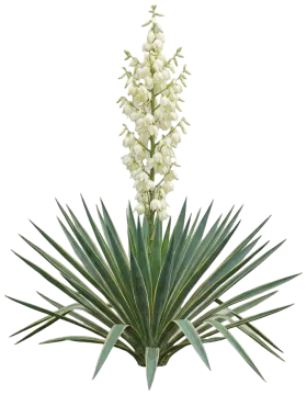 Dragon Slayer Adam's Needle Yucca cut-out illustration