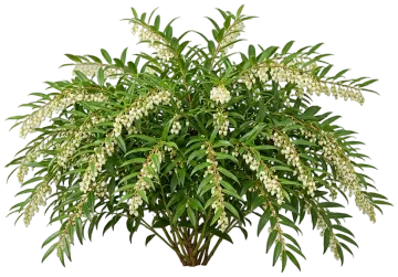 Drooping Leucothoe cut-out illustration