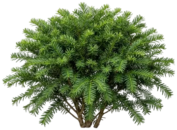 Duke Gardens Plum Yew cut-out illustration