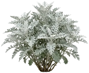Dusty Miller cut-out illustration