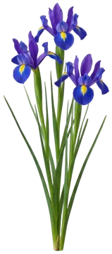 Dutch Iris Sapphire Beauty cut-out illustration