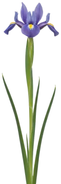 Dutch Iris cut-out illustration