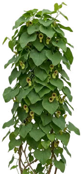 Dutchman's Pipe cut-out illustration