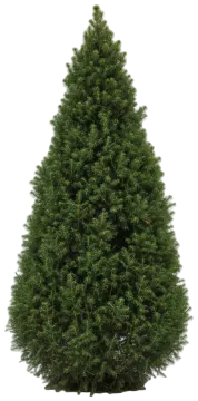 Dwarf Alberta Spruce cut-out illustration
