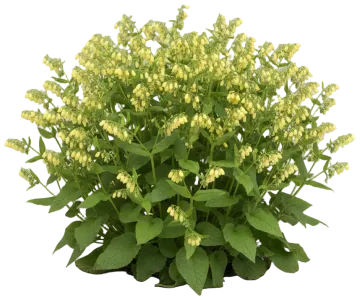 Dwarf Comfrey cut-out illustration