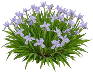Dwarf Crested Iris cut-out illustration