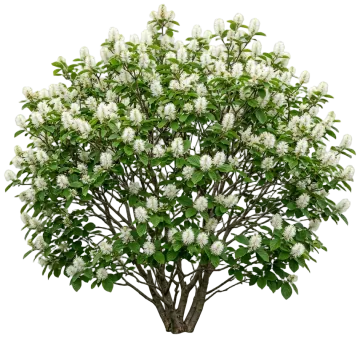 Dwarf Fothergilla cut-out illustration