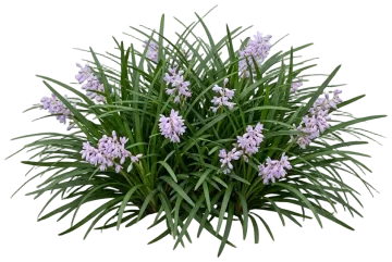 Dwarf Mondo Grass cut-out illustration