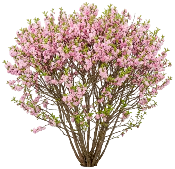 Dwarf Pink Flowering Almond cut-out illustration