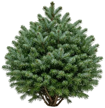 Dwarf Serbian Spruce cut-out illustration
