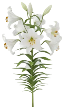Easter Lily cut-out illustration