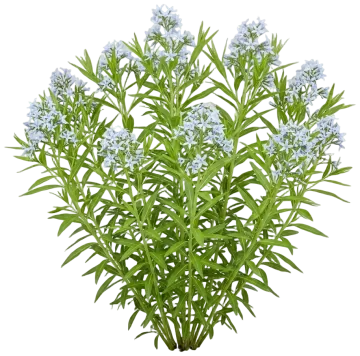 Eastern Bluestar cut-out illustration