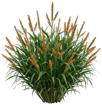Eastern Gamagrass cut-out illustration