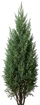 Eastern Red Cedar cut-out illustration