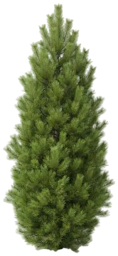 Columnar White Pine cut-out illustration