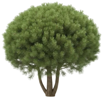 Dwarf White Pine cut-out illustration