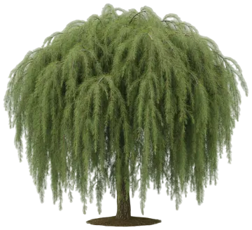 Weeping White Pine cut-out illustration