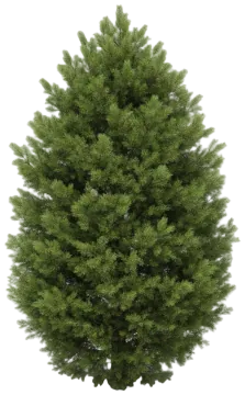 Eastern White Pine cut-out illustration