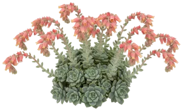 Echeveria cut-out illustration
