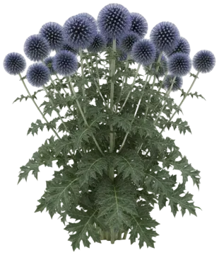 Globe Thistle cut-out illustration